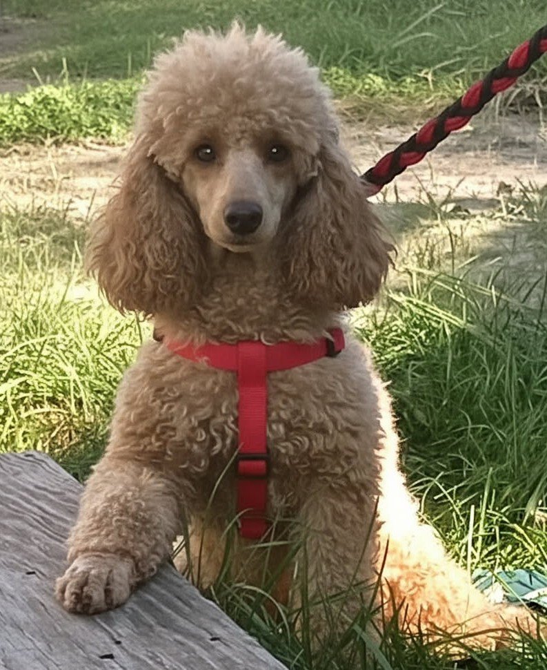 Fluffy apricot Poodle puppy